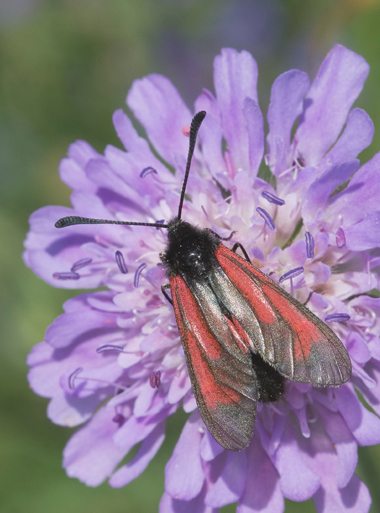 Zygaena purpuralis